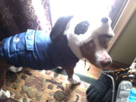Polar Vortex Blues: Dressing up my dogs