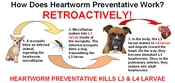 heartworm contagious to other dogs